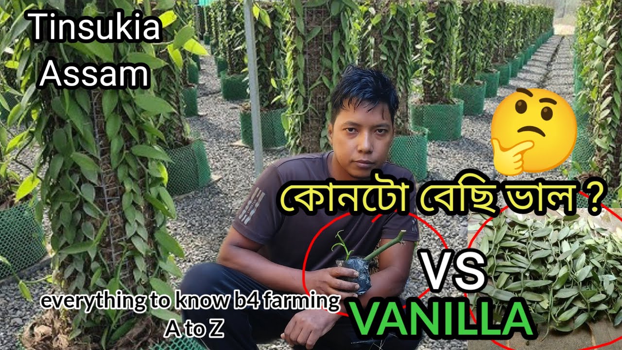 everything you much know before planting vanilla / Tinsukia / Assam / A to Z