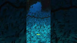 This Toxic Green Slime Is Suffocating The Ocean 🦠 #shorts #eutrophication #earthscience #didyouknow