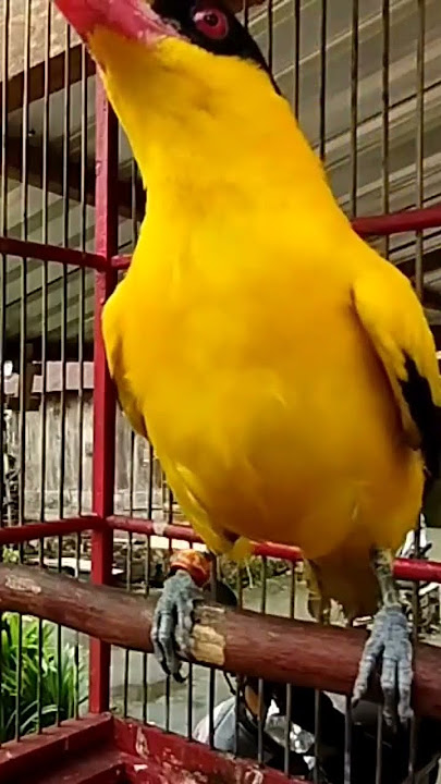 kepodang gacor