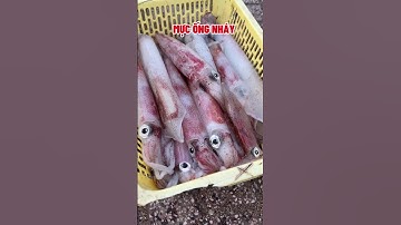 Mực ống nháy tươi rói | MINOS .COM.VN #minos #hảisảnminos #seafood #mucong