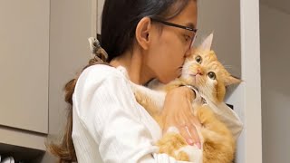 Mudik ke Indonesia, Ninggalin Kucing di Apartment Singapore