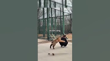 Tại sao nhưng người của bộ tộc này lại đeo vòng ở cổ 🤯🤯😱🤣 #shortsvideo