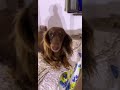 ❤️🐾 Prima notte nella casa in campagna!🥰 Le nostre vacanze sono differenti❤️