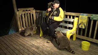 Tuesday Night Raccoons Feeding