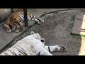 Сонное царство в вольере Раджы) Sleepy kingdom in Raja's tiger enclosure)