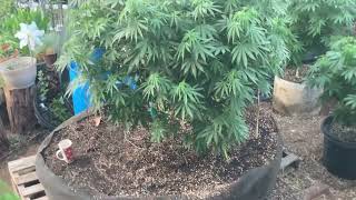2022 MID GROW BACKYARD OUTFDOOR OMMP BONE GROWN MARIJUANA PLANTS