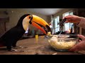 How My Toucan Communicates | Training a Toucan