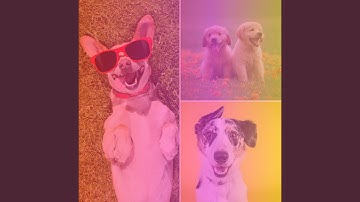 Pulsating Backdrops for Playful Dogs