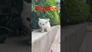 just cute!!#cat #shortsvideo #viral #cat #ctalovers #International