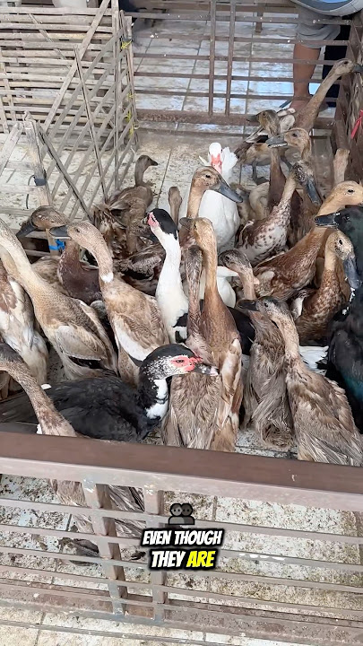 These poultry looks calm even placed together with variety species 😇#poultry #chicken #duck