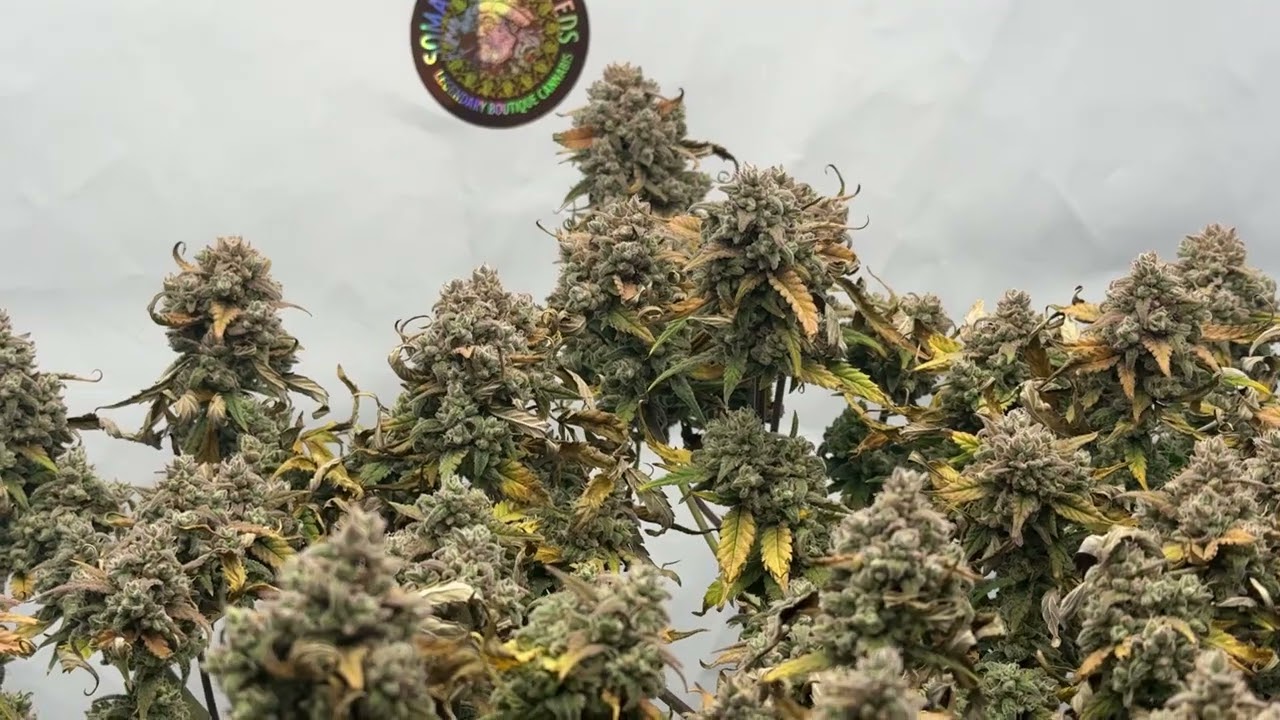 Amnesia Auto - Harvest time