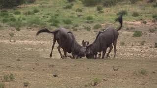 Funny blue wildebeest playing