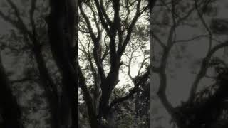 HAUNTED PLACE