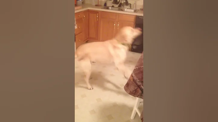 One Happy Lab
