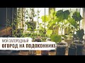 Огород на подоконнике \ Мой Загородный \ #20