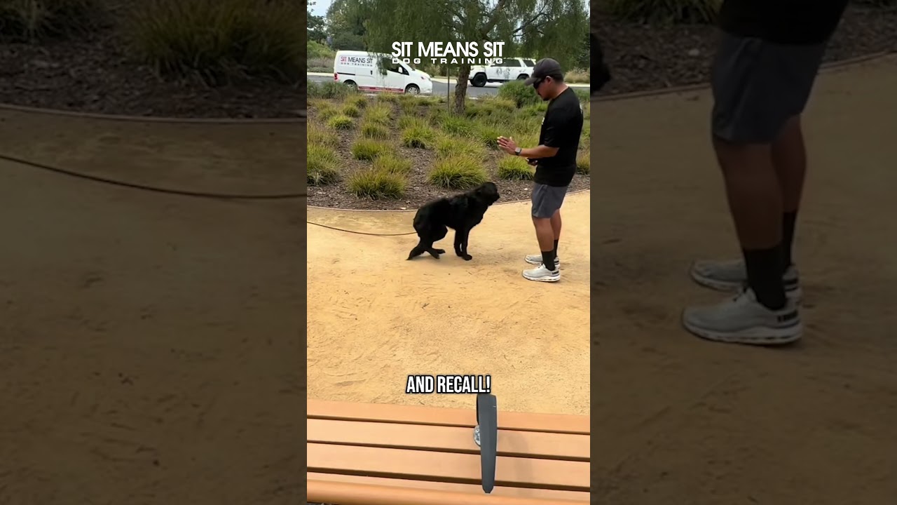 Meet Abby, a Black Labrador Retriever in Training!