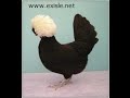 50 beautiful race, chicken breeds in the picture - Hermosa raza, razas de pollo en la imagen