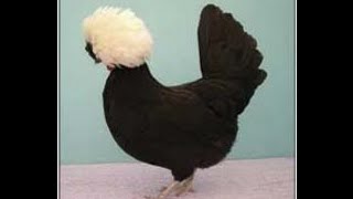 50 beautiful race, chicken breeds in the picture - Hermosa raza, razas de pollo en la imagen