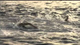 Kienle Ironman Hawaii 2014 Swr Landesschau Aktuell Baden Württemberg Triathlon
