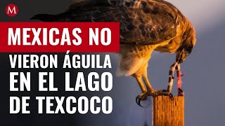 Los mexicas no vieron un águila devorando una serpiente en el Lago de  Texcoco: Matos Moctezuma - YouTube