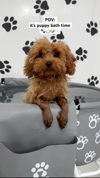 it’s puppy bath time again! #puppy #bath #asmr #viral #dog #doglover