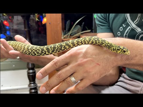 King Rat Snakes | Rare & Beautiful - Episode 43