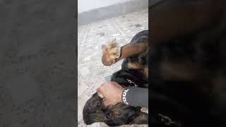 cute Rottweiler Dog 🐕🐶 funny 🤣🔥🔥🔥 reaction 🤣|Rottweiler Dog|dengerous dog|#rottweiler by life With Puppy's (Anushtup) 27 views 3 months ago 1 minute, 54 seconds