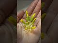 💛
