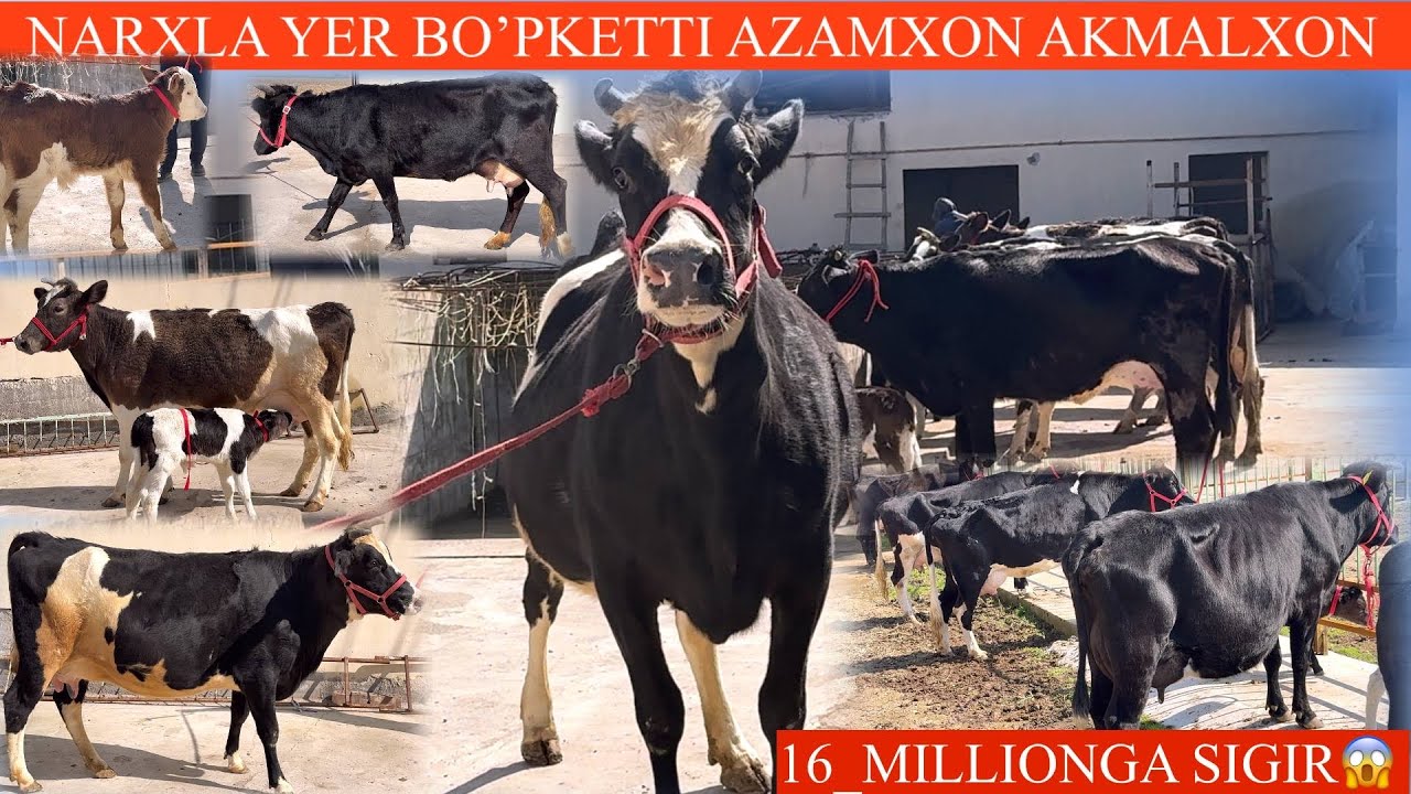 AKAMALXON😳F💥KEPAK NARX BOʻPKETDI SGIRLAR BU IMKONDI QOʻLDAN BERMANG SIZ KUTGAN SGIRLAR🚘🏃