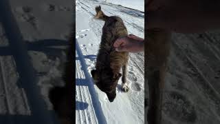 Download Lagu طاگــي عشيرك لي باغي تمشي معاه ثـلــج ☃️🐕😍#tislit #hautatlas #winter #explorer #morocco MP3