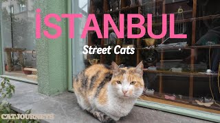 Istanbul's Cats: Adorable Moments in Kuzguncuk