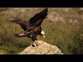 How Eagle Hunting Rabbit Success In The Wild