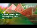 Cultivo de Sandía o Patilla.