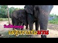 จากกันหลายปี เเม่ลูกได้เจอกัน อะไรจะเกิดขึ้น elephant