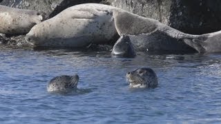 漁港でアザラシ越冬 北海道・稚内 百数十頭 Seals in winter in northern Japan