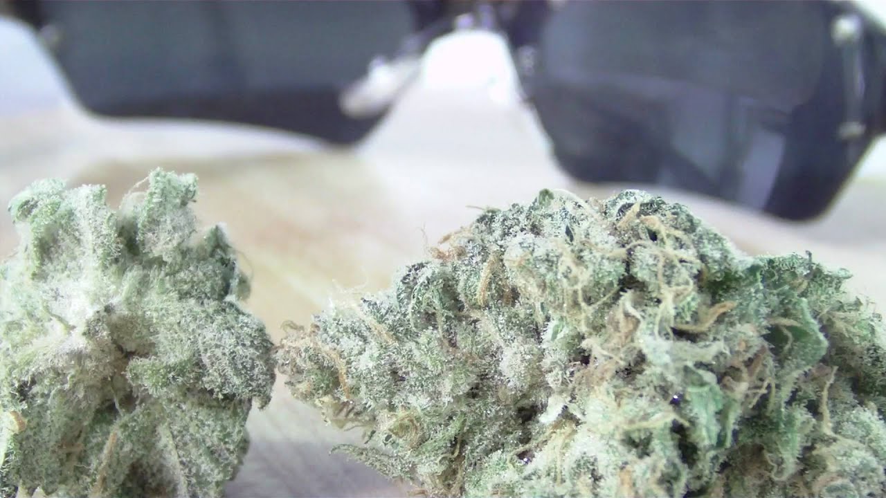 Breeding 101 By Slyy8585 Day 11 HD