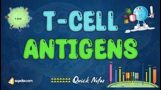 T-Cell Antigens | Basic introduction | Medical Student Immunology