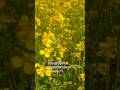tute hai dil ke talle 😐️#evolution #nature #global #mustard #flowers #usa #nepal
