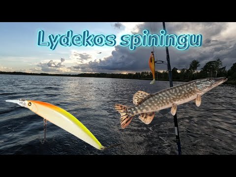 Video: Patarimai lankantis Skandinavijoje liepos mėnesį