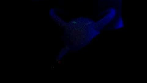 pandemonium 27-12-2008