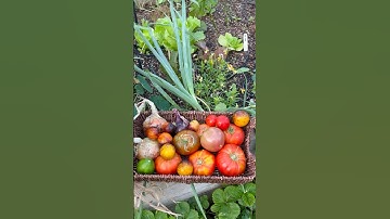 🍅beautiful morning for a tomato harvest🤤😋          Music: Earl  HoursMusician: @iksonmusic