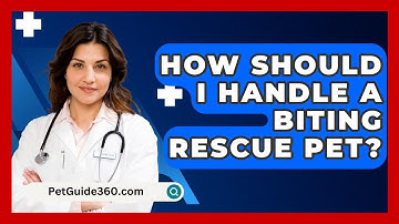 How Should I Handle A Biting Rescue Pet? - PetGuide360.com