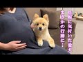 ママのお腹に赤ちゃんがいると気付いた愛犬が、まさかの行動に…