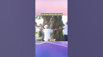 Cây trôi hơn 400 năm tuổi ở Hà Tĩnh #youtubeshort #bếntre #Bentre #bentre #truyenhinhbentre