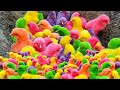 Ayam Lucu, ayam warna warni, ayam rainbow, kelinci lucu, bebek lucu, ikan koi, Hewan Lucu