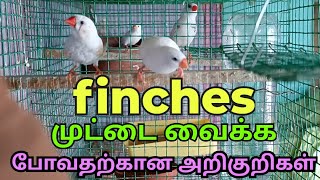 finches bird egg hatching symptoms in tamil/finches முட்டை வைக்க போவதற்கான அறிகுறிகள்