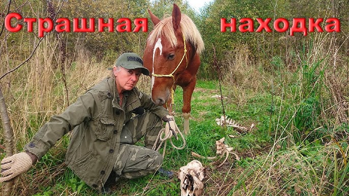 Зачем нужны лошади в современном мире >> Лошади | Саввушкин Двор