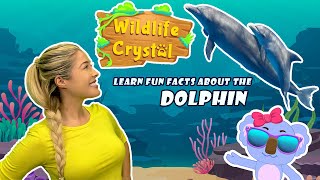 Dolphin Facts