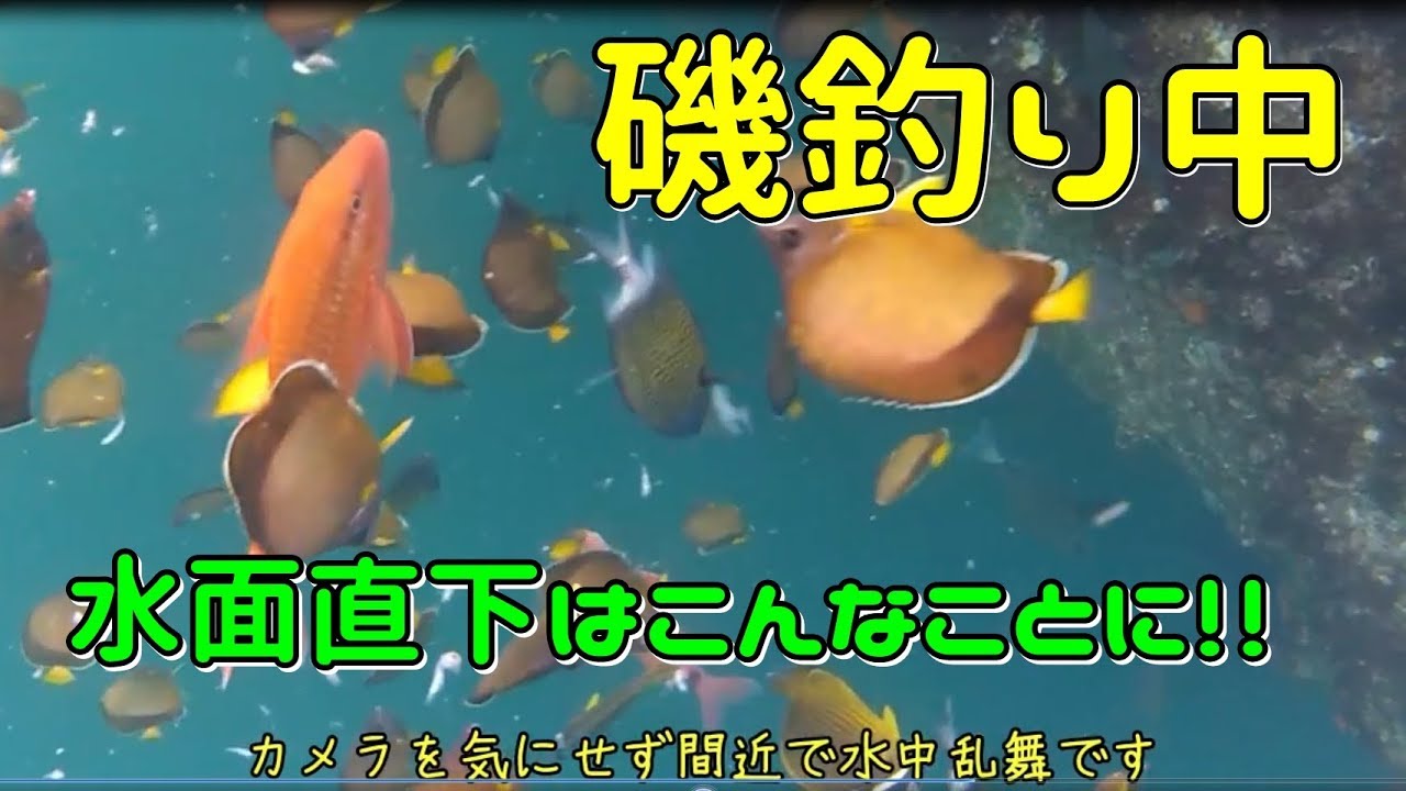 磯釣り師 必見 撒き餌を撒いた海中はこんなことに！！ - YouTube