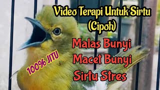 Khusus Untuk Terapi Sirtu Macet, Malas Bunyi, Stres hs15